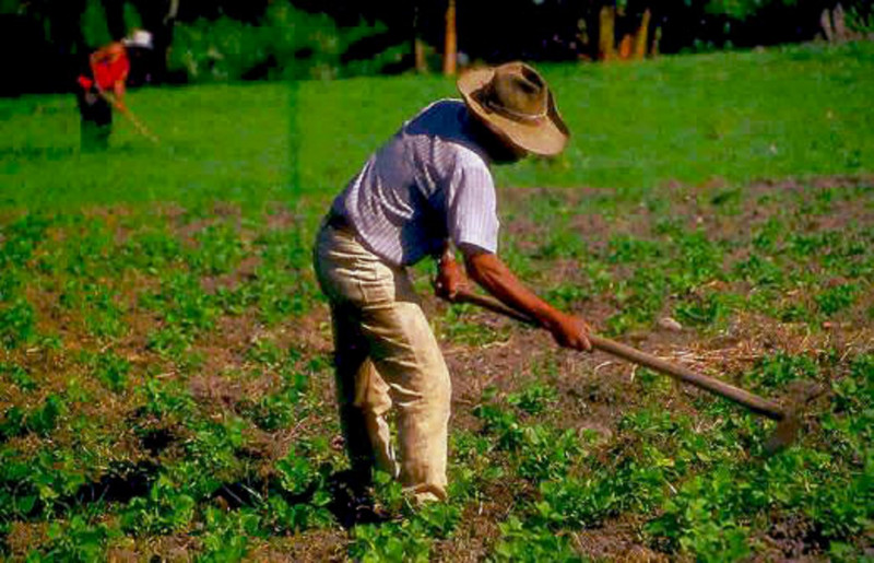 ¡A José lo mataron las abejas!