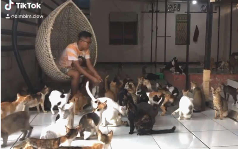 ¡Este indonesio cuida 480 gatitos!