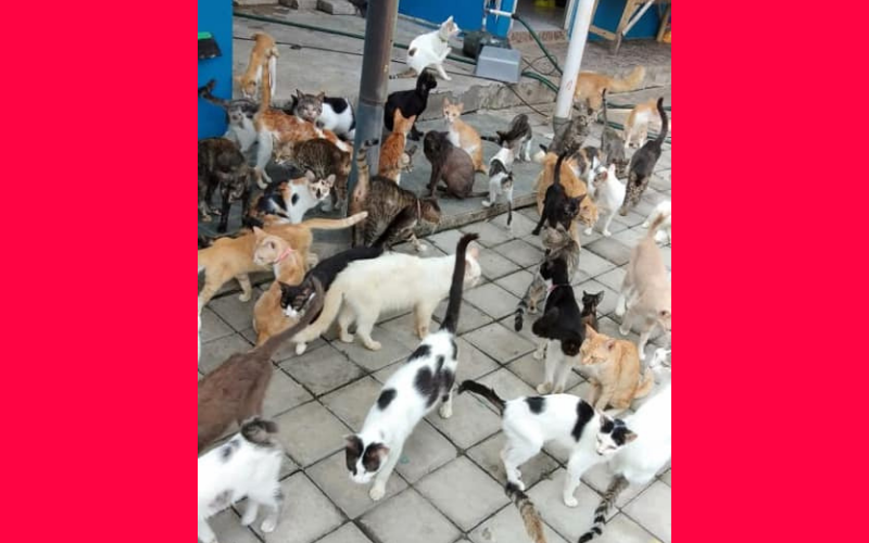 ¡Este indonesio cuida 480 gatitos!