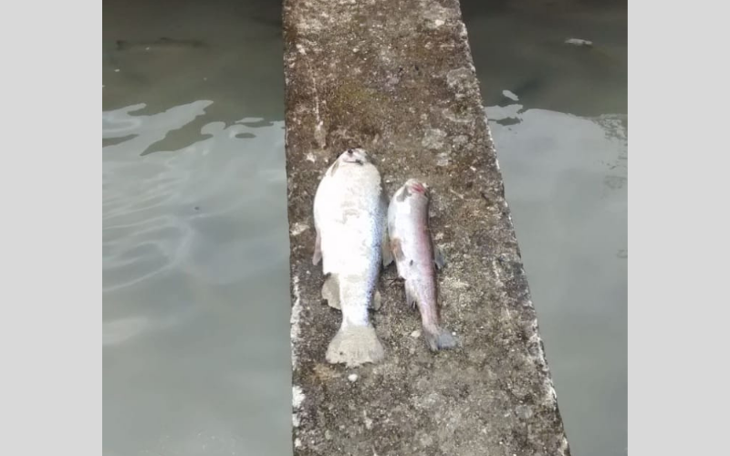 ¡En el río quedaron ‘Fríos’ los peces!