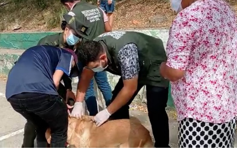 Más de 300 mascotas vacunadas en San Gil