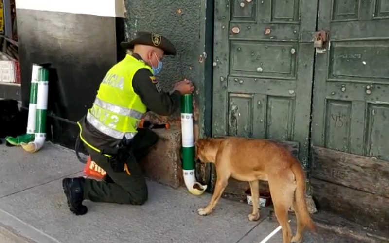 Comederos para perros y gatos callejeros en Santander