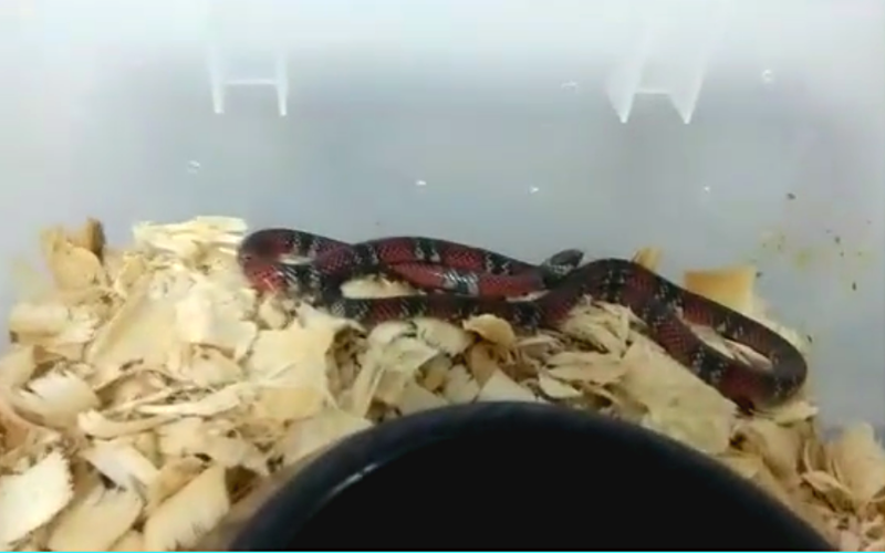 En vídeo: Coral Sangileña ayudará a producir antiofídicos