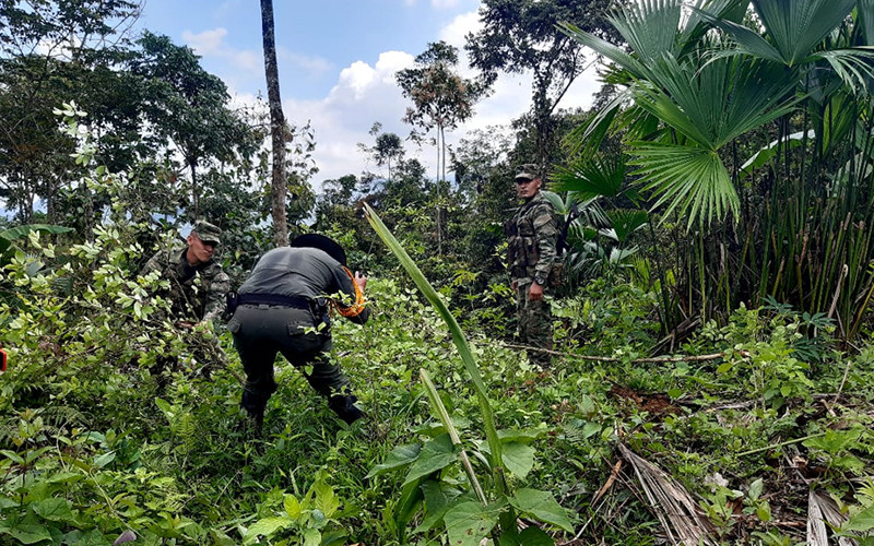 Más de mil matas de coca erradicadas en Vélez