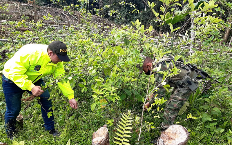 Más de mil matas de coca erradicadas en Vélez