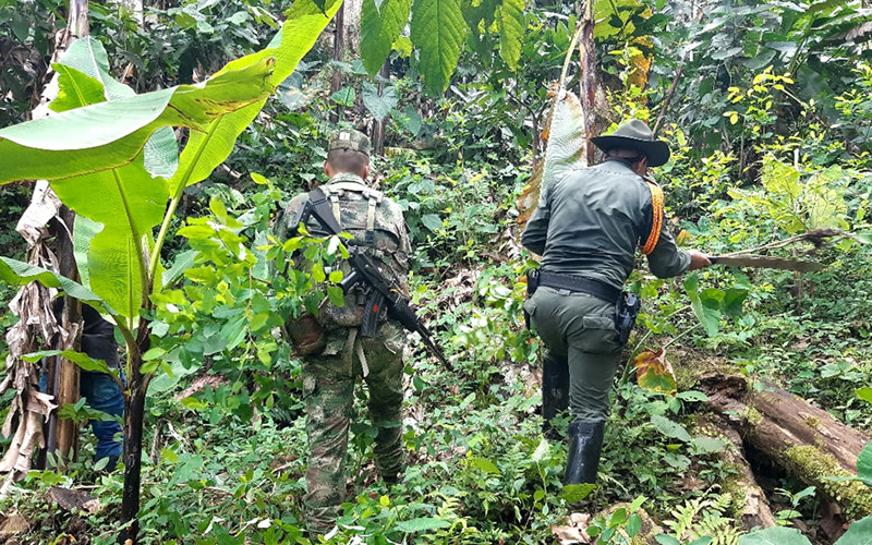 Más de mil matas de coca erradicadas en Vélez