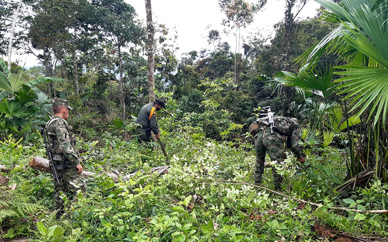 Más de mil matas de coca erradicadas en Vélez