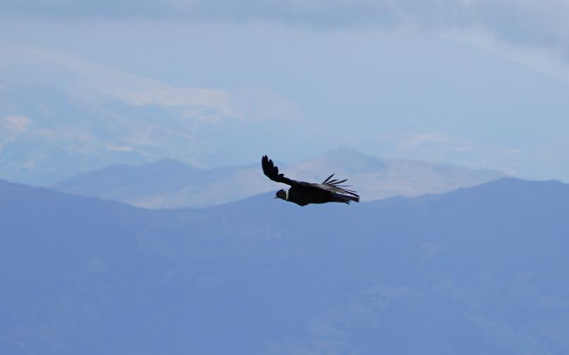 El vuelo del Cóndor Andino maravilló a los santandereanos