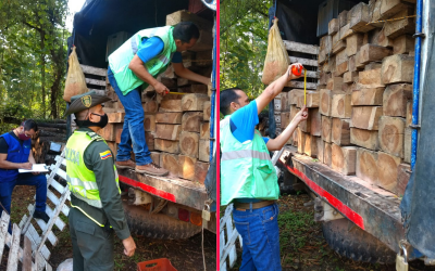 Ofensiva contra la tala ilegal en Bucaramanga