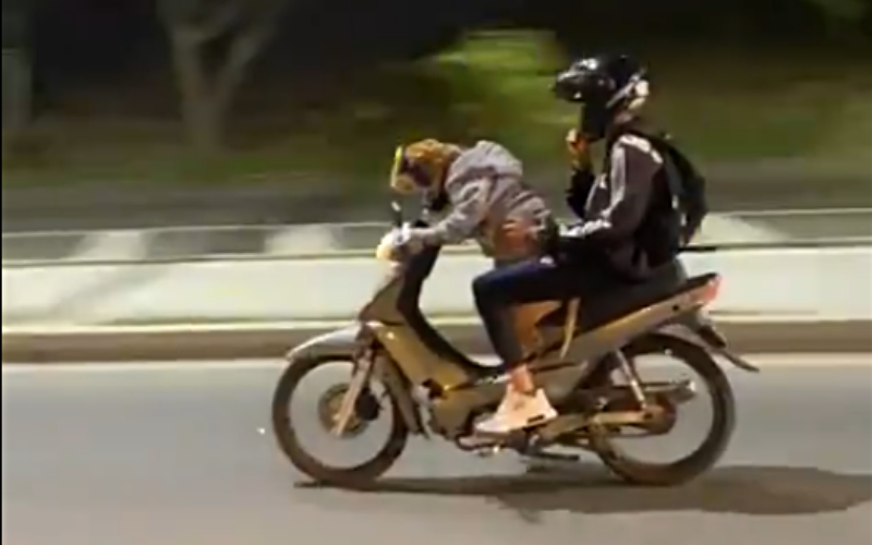 Video: El ‘perro motero’ generar furor en redes sociales