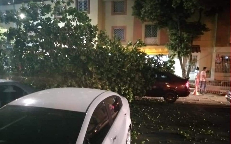 Dos heridos tras caída de árbol en Real de Minas