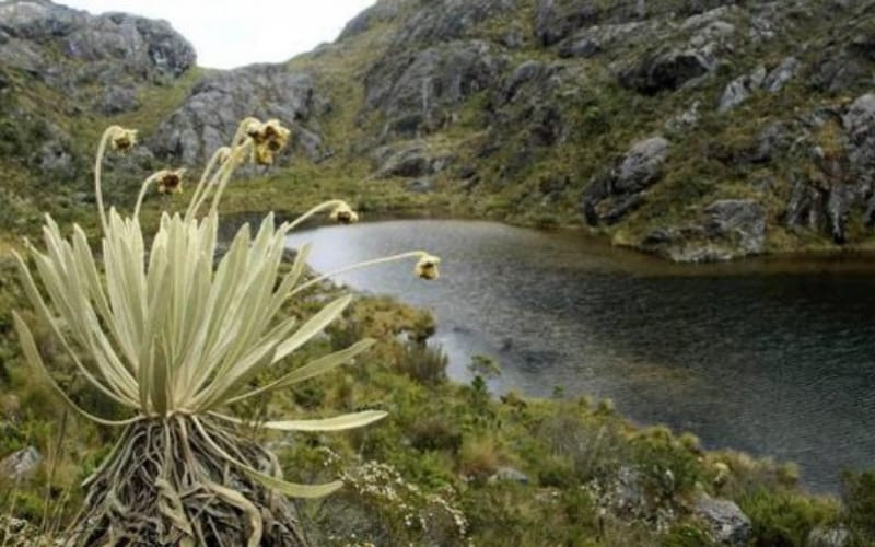 Sistemas agroforestales Sostenibles para Soto Norte