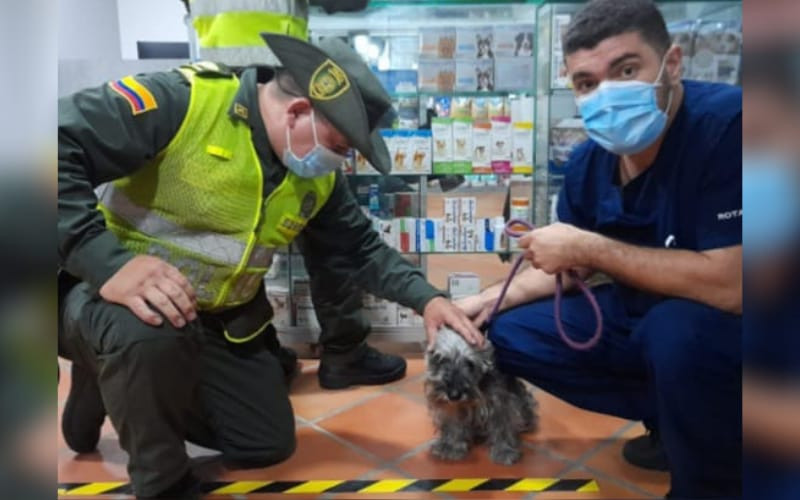 Maltrato animal conmociona a Bucaramanga