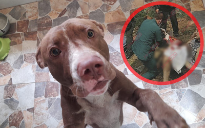 Pitbull que atacó a sus propietarias será adoptado