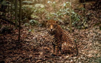 ‘Tiguer’, el jaguar consentido del Cabildo Verde