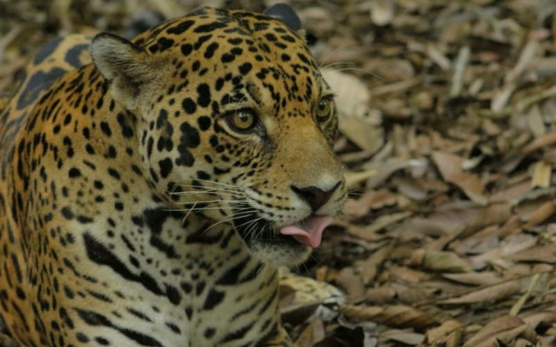 ‘Tiguer’, el jaguar consentido del Cabildo Verde