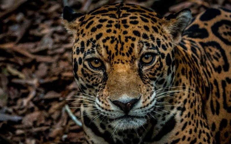 ‘Tiguer’, el jaguar consentido del Cabildo Verde