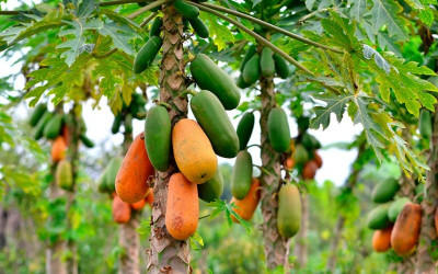 Toneladas de papayas se pierden en Jordán