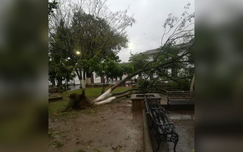 Lluvias tumbaron a un ‘gigante’ en el parque de Girón