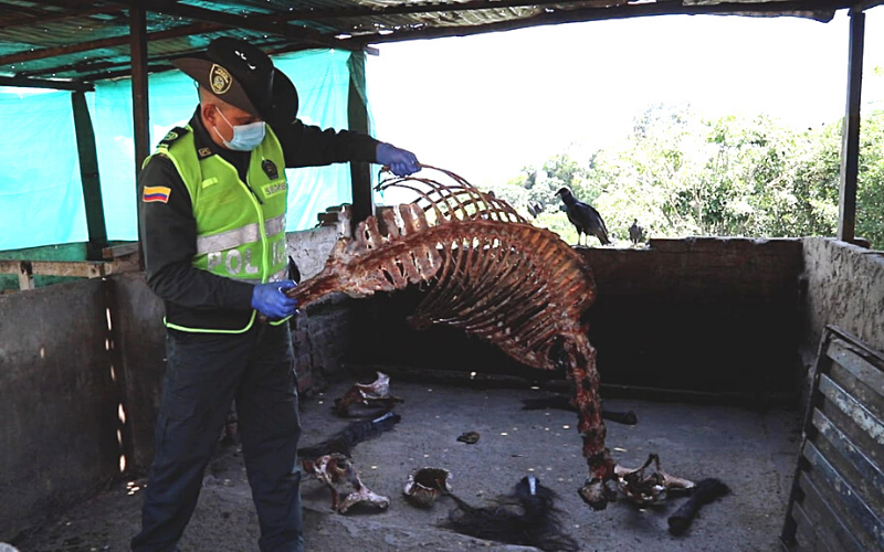 Esta carne ‘rebuznaba’: incautaron 640 kilos