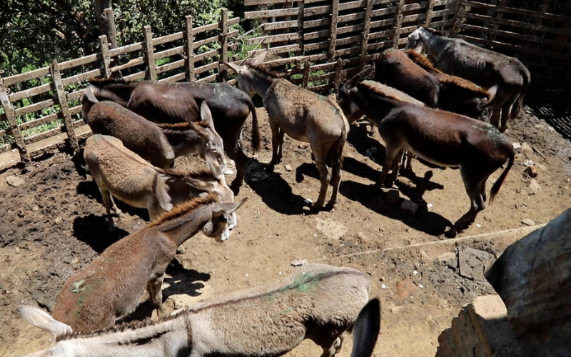 Esta carne ‘rebuznaba’: incautaron 640 kilos