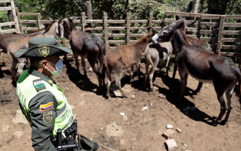 Esta carne ‘rebuznaba’: incautaron 640 kilos