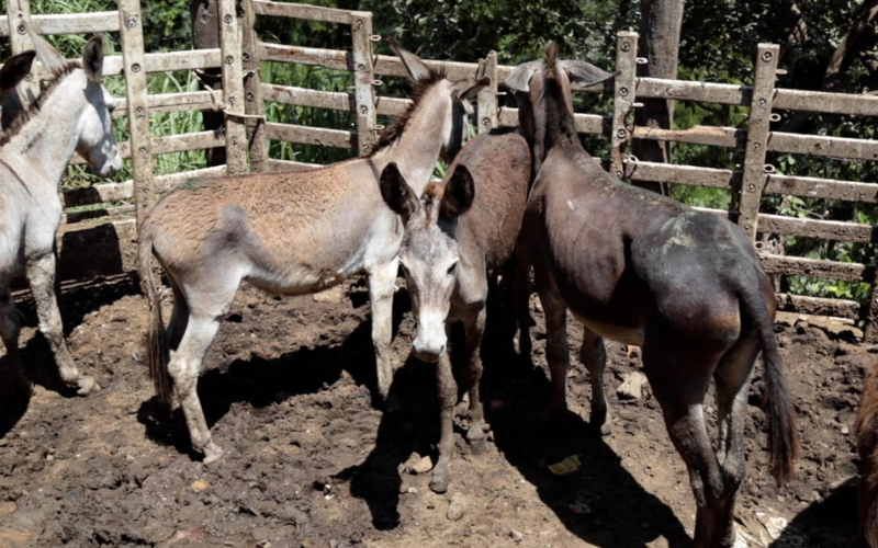 Esta carne ‘rebuznaba’: incautaron 640 kilos