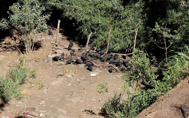 Esta carne ‘rebuznaba’: incautaron 640 kilos