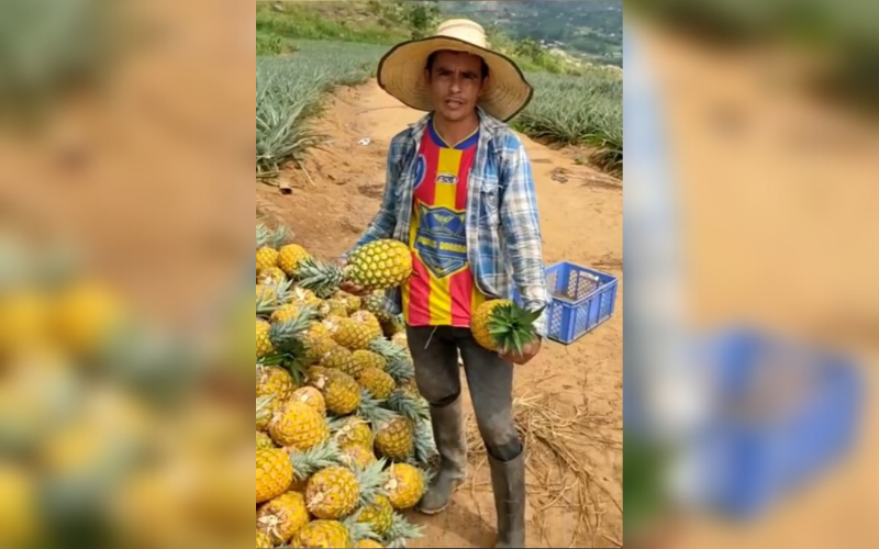 Mercado Campesino este domingo en la UIS