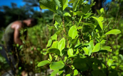 Según Casa Blanca cultivos ilícitos aumentaron en Colombia