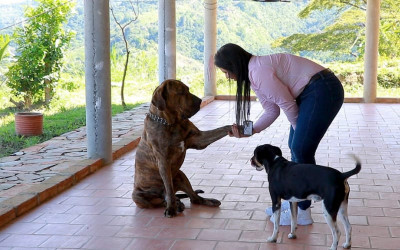 Comenzó el censo para perros de manejo especial