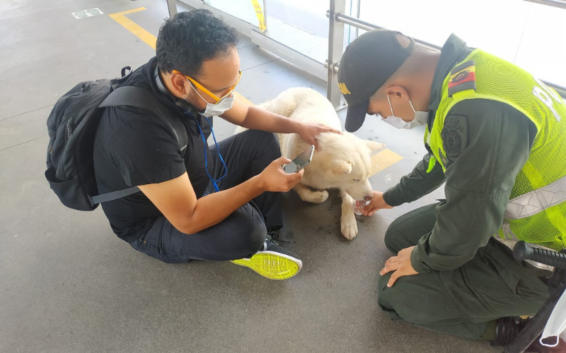 Un pasajero de cuatro patas en Metrolínea