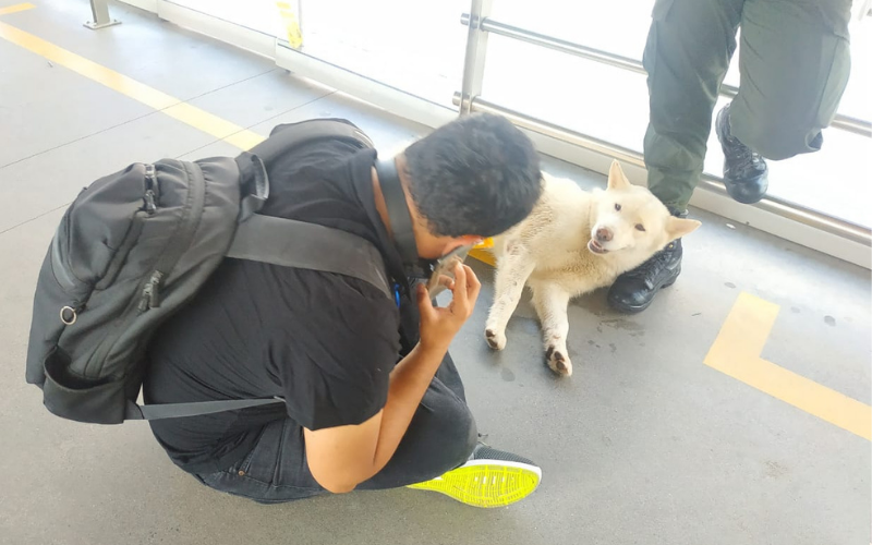 Un pasajero de cuatro patas en Metrolínea