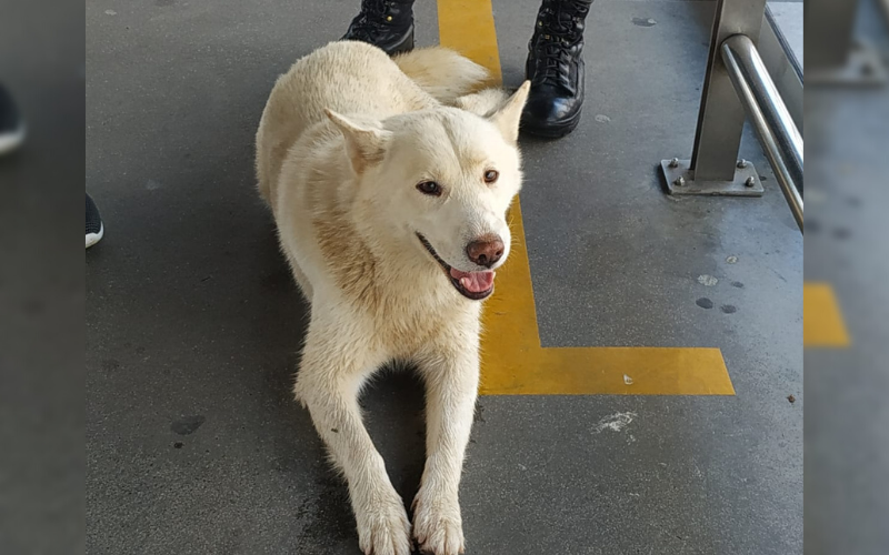 Un pasajero de cuatro patas en Metrolínea