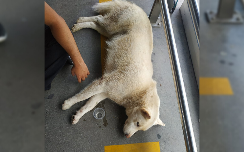 Un pasajero de cuatro patas en Metrolínea