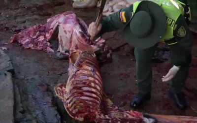 Incautan más carne de caballo lista para vender