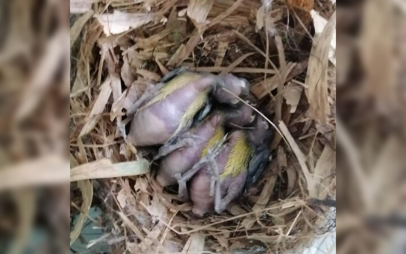Maltrato animal: Técnico tiró nido con pichones