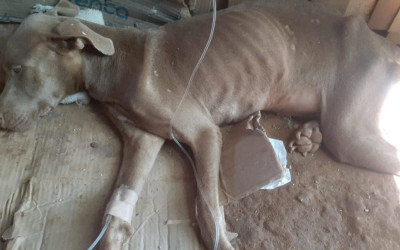 Perrita ‘Kiara’ fue brutalmente ultrajada y empalada