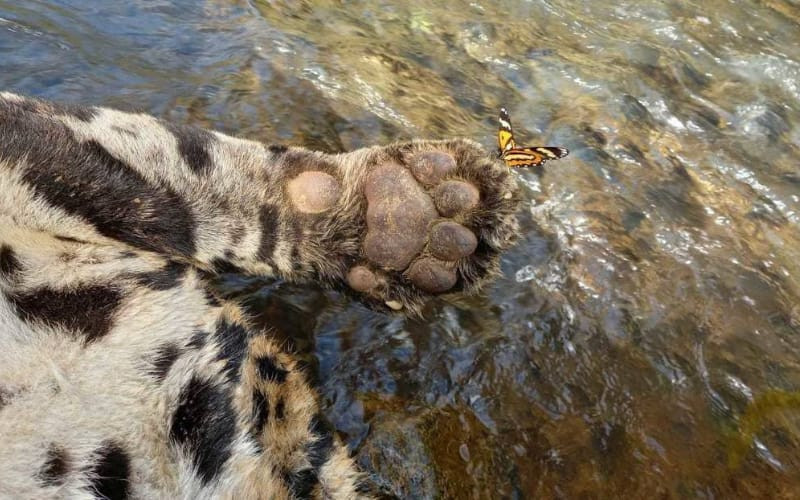 Asesinan a ‘Máscara’, jaguar de un resguardo en Brasil