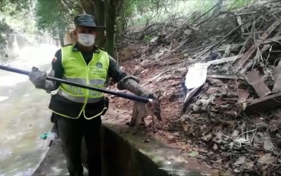 Policía rescata un zorro que estaba atrapado en una quebrada de Girón