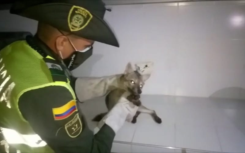 Policía rescata un zorro que estaba atrapado en una quebrada de Girón