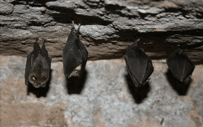 Escuela de Puerto Wilches invadida por murciélagos