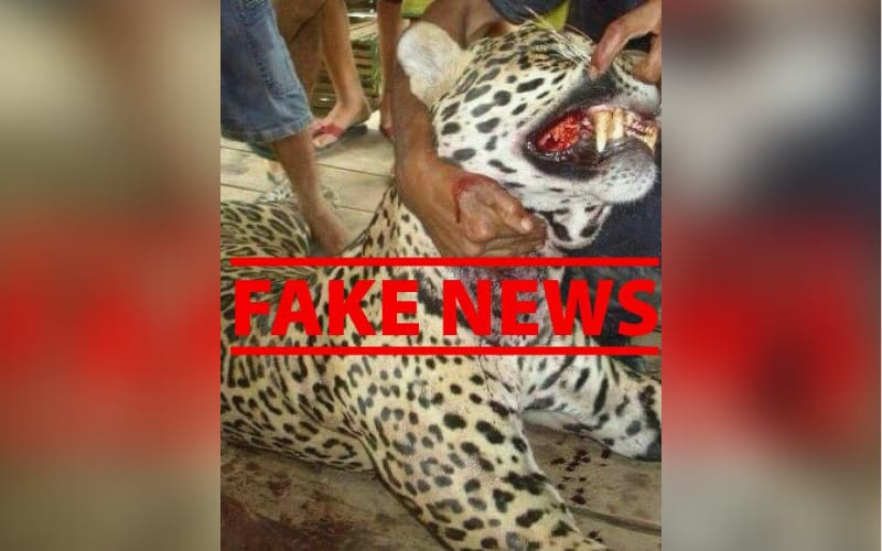 Ningún jaguar mató a un hombre en el Magdalena Medio