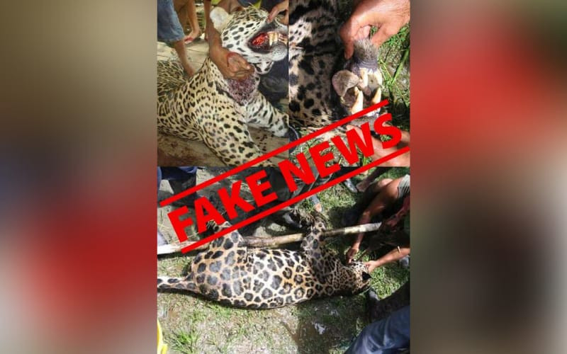 Ningún jaguar mató a un hombre en el Magdalena Medio