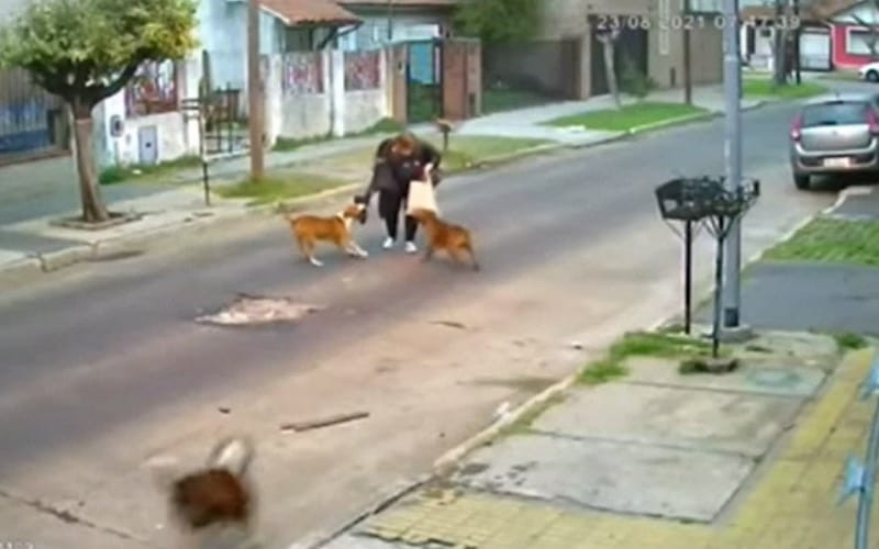 Video: Mujer atacada por tres pitbulls en Argentina