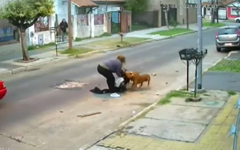 Video: Mujer atacada por tres pitbulls en Argentina