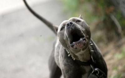 Perro ataco a dos niños en Floridablanca