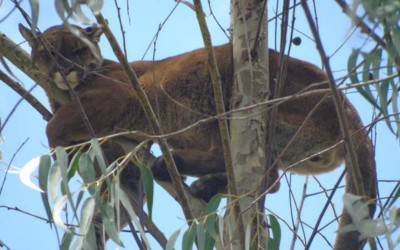 Vieron un puma trepado en un árbol en Guaca, Santander