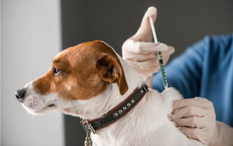 Vacunación contra la rabia para mascotas en Santander