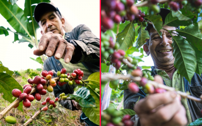 Hoy es Día Internacional del Café ¿Ya se tomó el suyo?